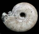 Iridescent Ammonite (Eboraciceras) Fossil - Russia #34618-1